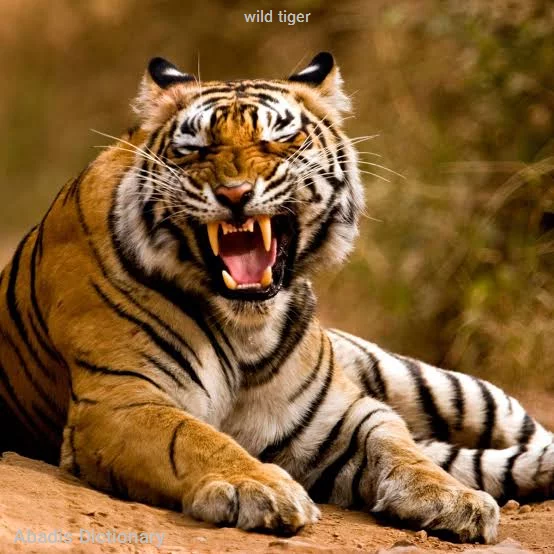 wild tiger